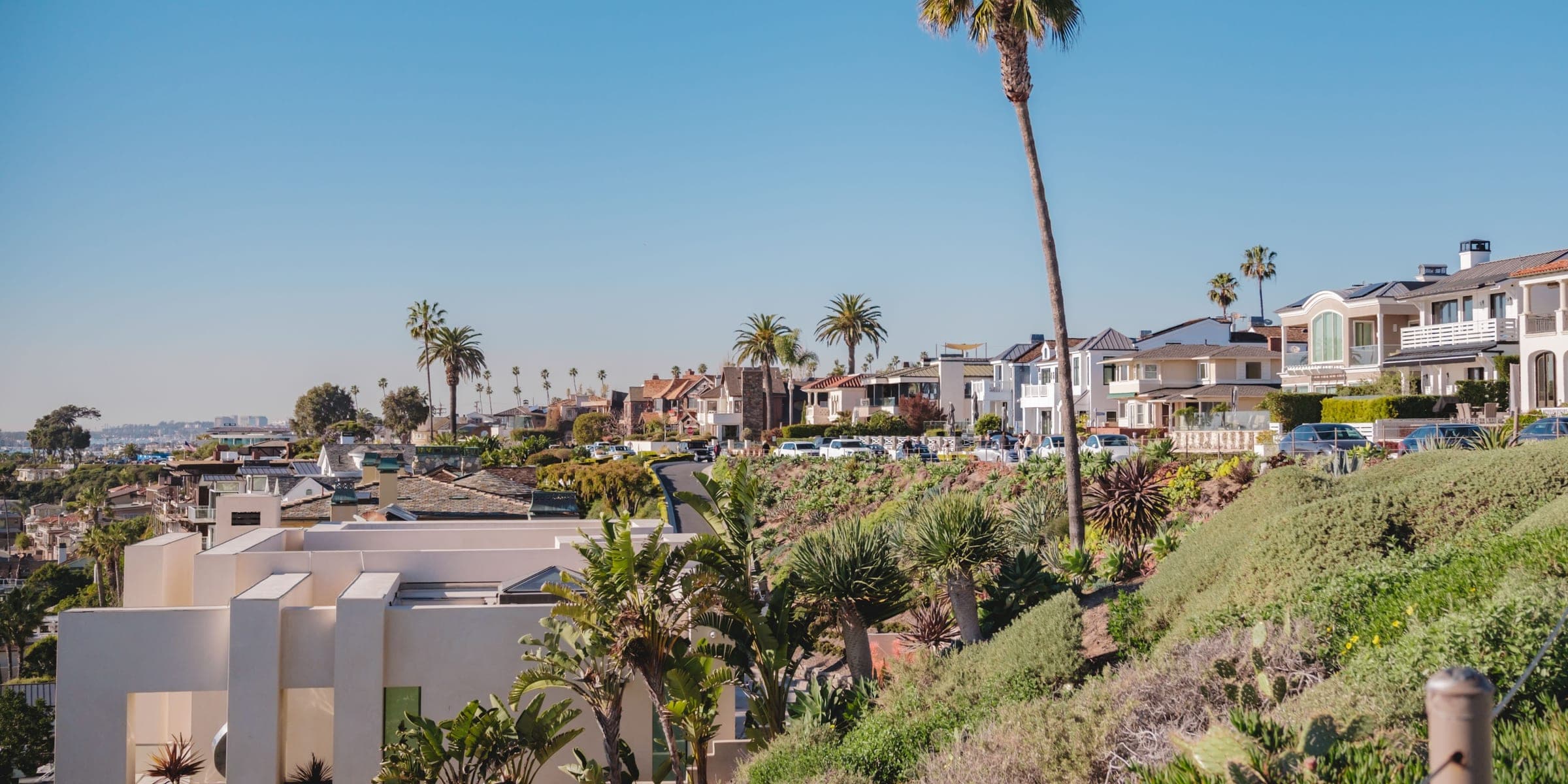 Coastal homes on a green bluff with a tall palm tree and a modern white house in front
