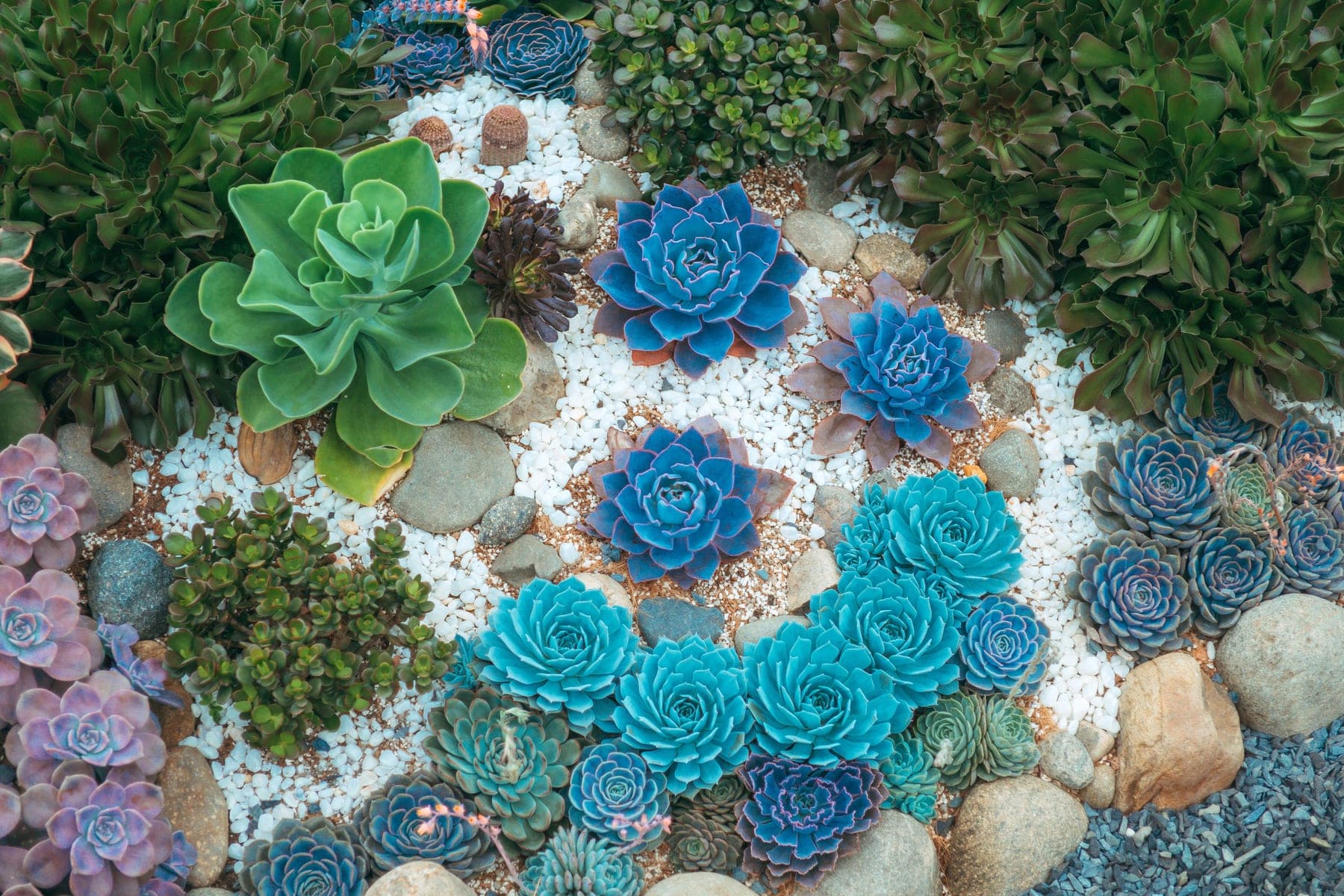Overhead view of drought-tolerant succulents planted among white gravel and stones