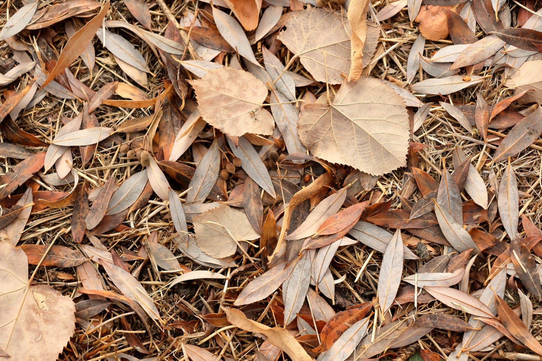 Dry fallen leaves and pine needles piled on the ground