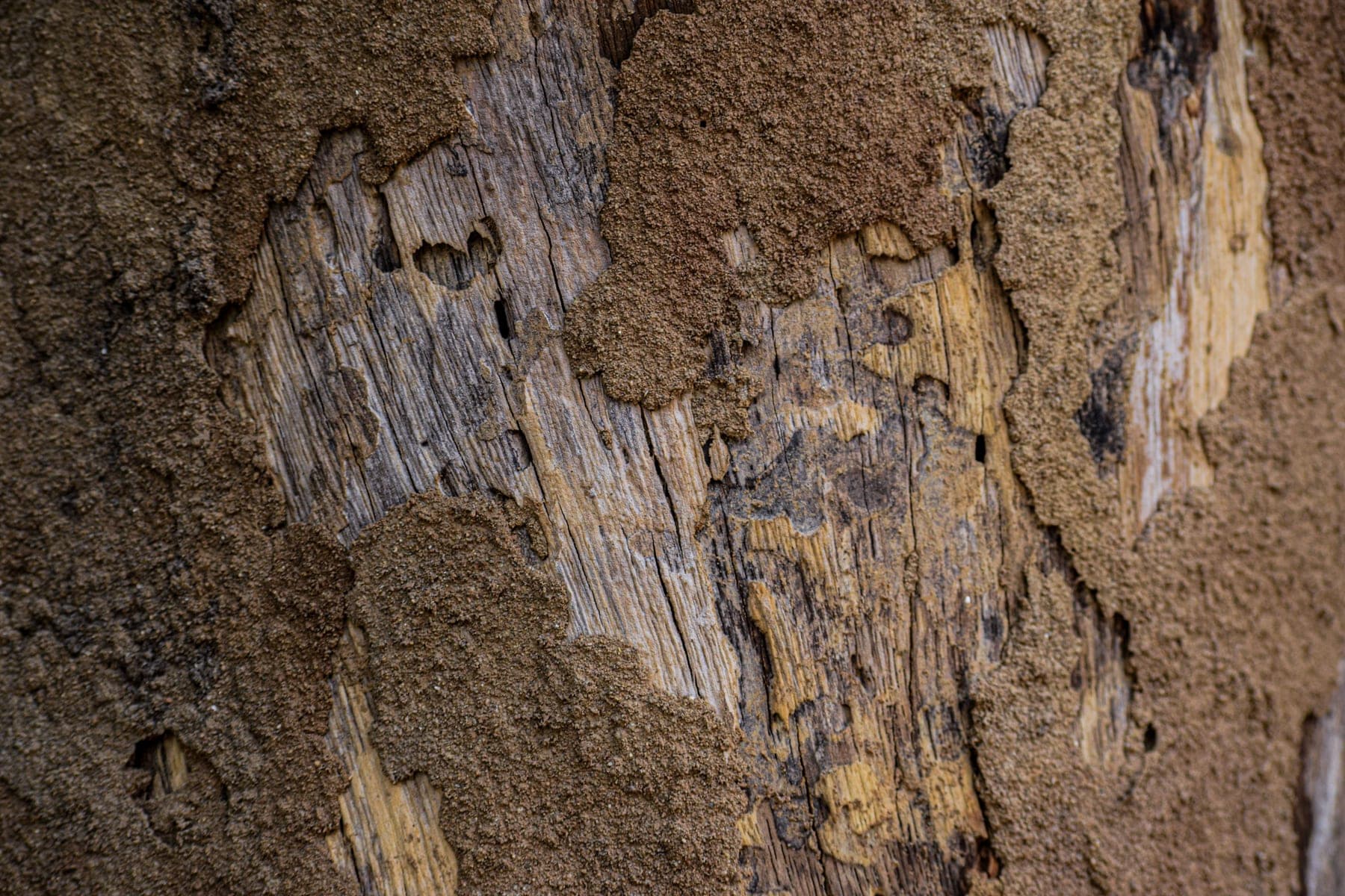 Close-up of wood eaten away under crusted mud tunnels