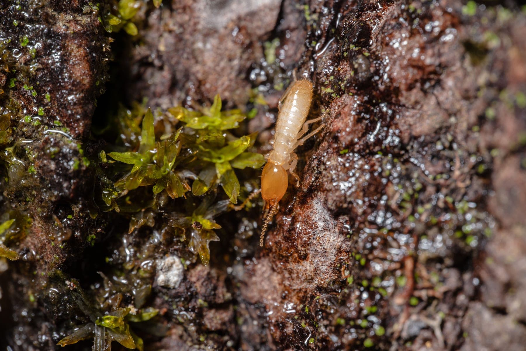 Macro close-up of a single pale termite crawling on mossy bark